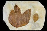 Fossil Sycamore And Hackberry Leaves - Montana #113180-1